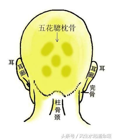 枕骨突出面相|面相：如何辨別枕骨與反骨